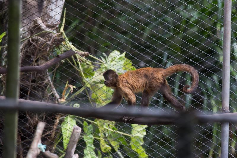 Zoológico Sargento Prata - macaco
